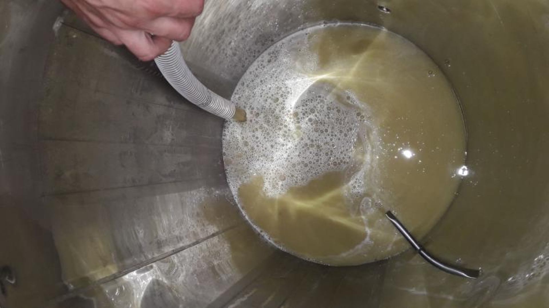 BERBA I PRIMARNA PRERADA GROŽĐA ZA STUDENTSKO VINO