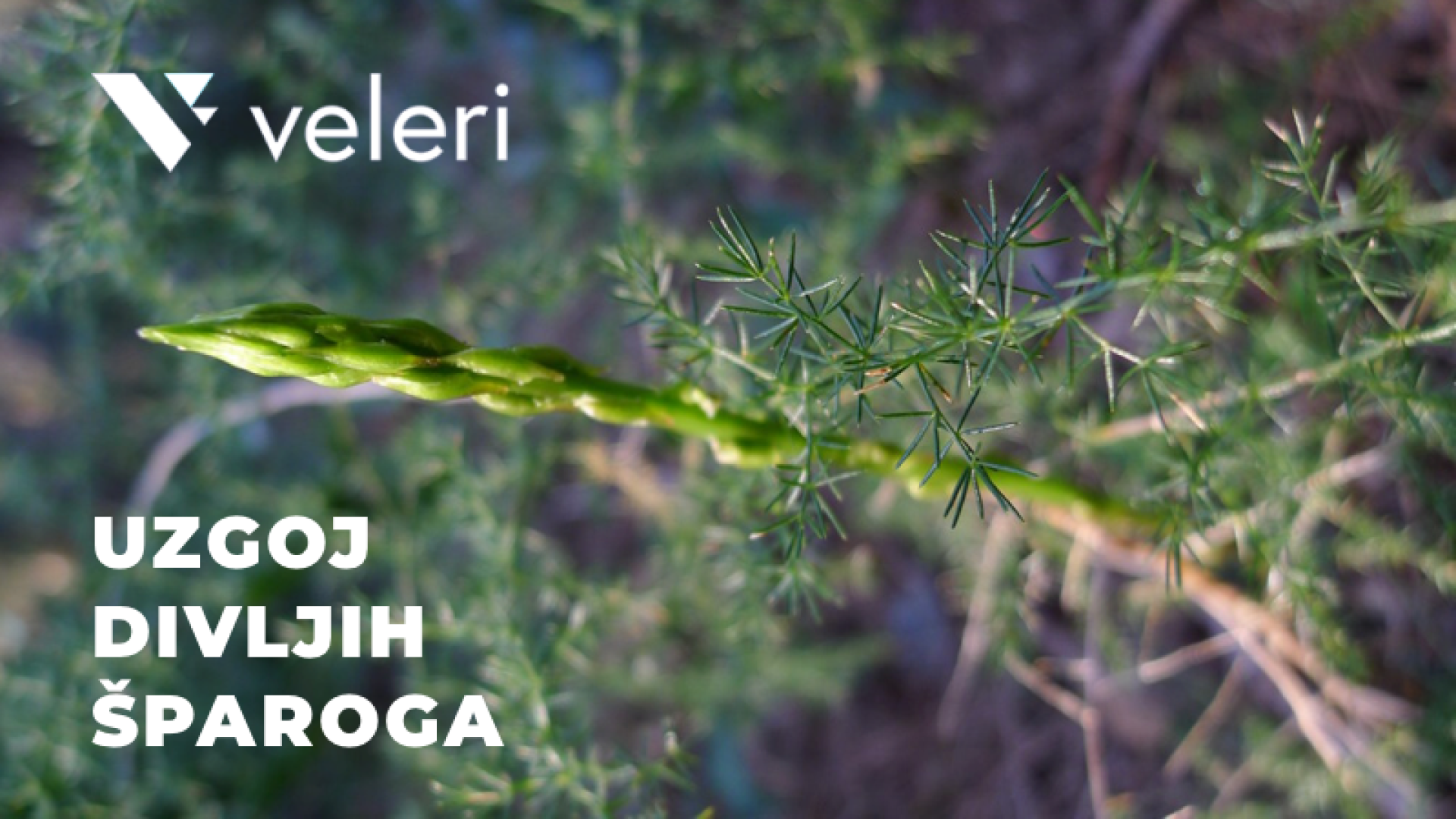 Počeo program cjeloživotnog obrazovanja Uzgoj divljih šparoga