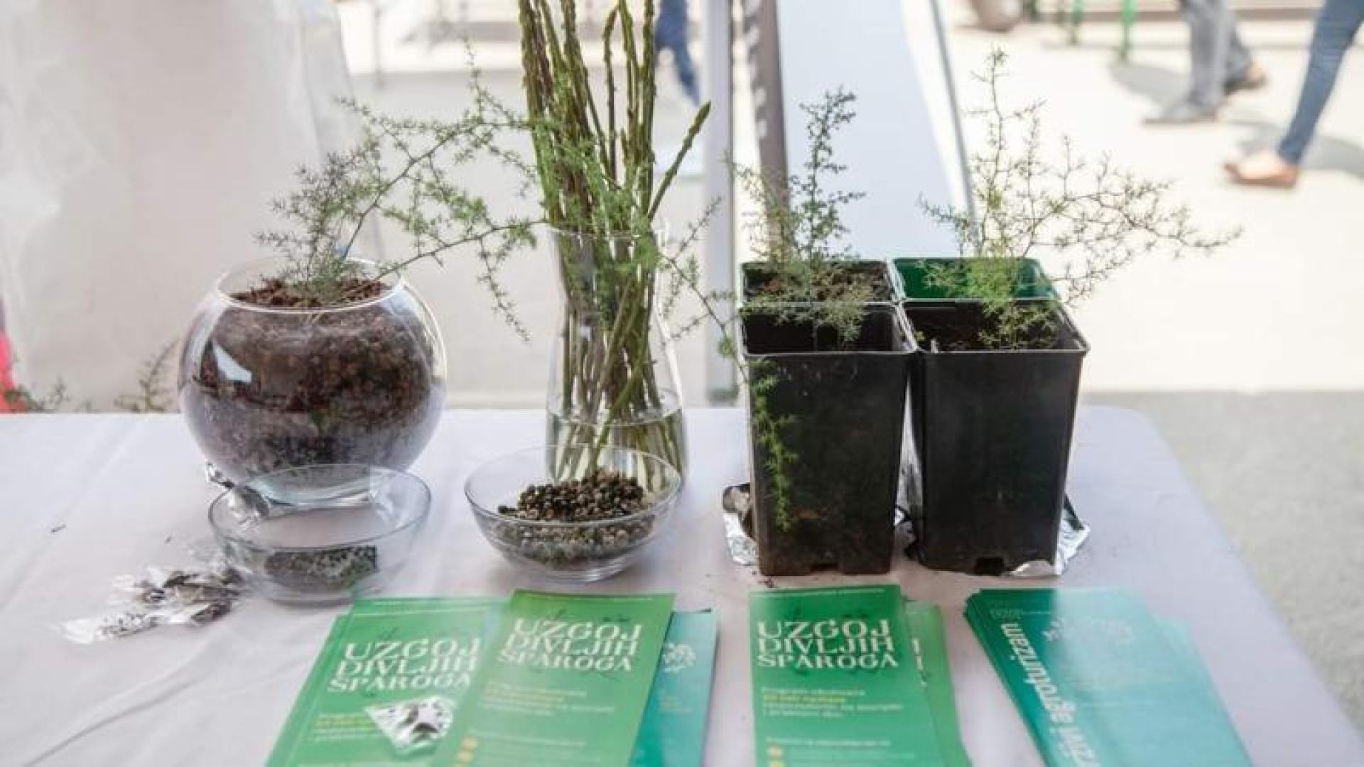 Sudjelovanje na Festivalu samoniklog bilja u Kršanu