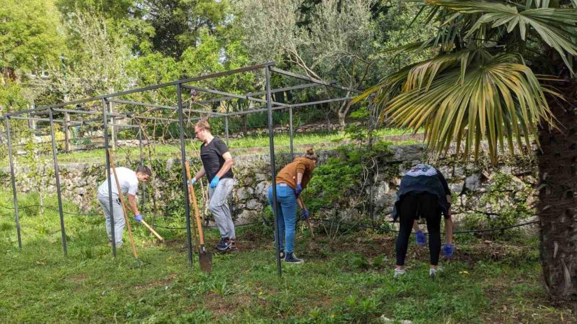 Sadnja oštolisne (divlje) šparoge u vrtu Učeničkog doma Podmurvice