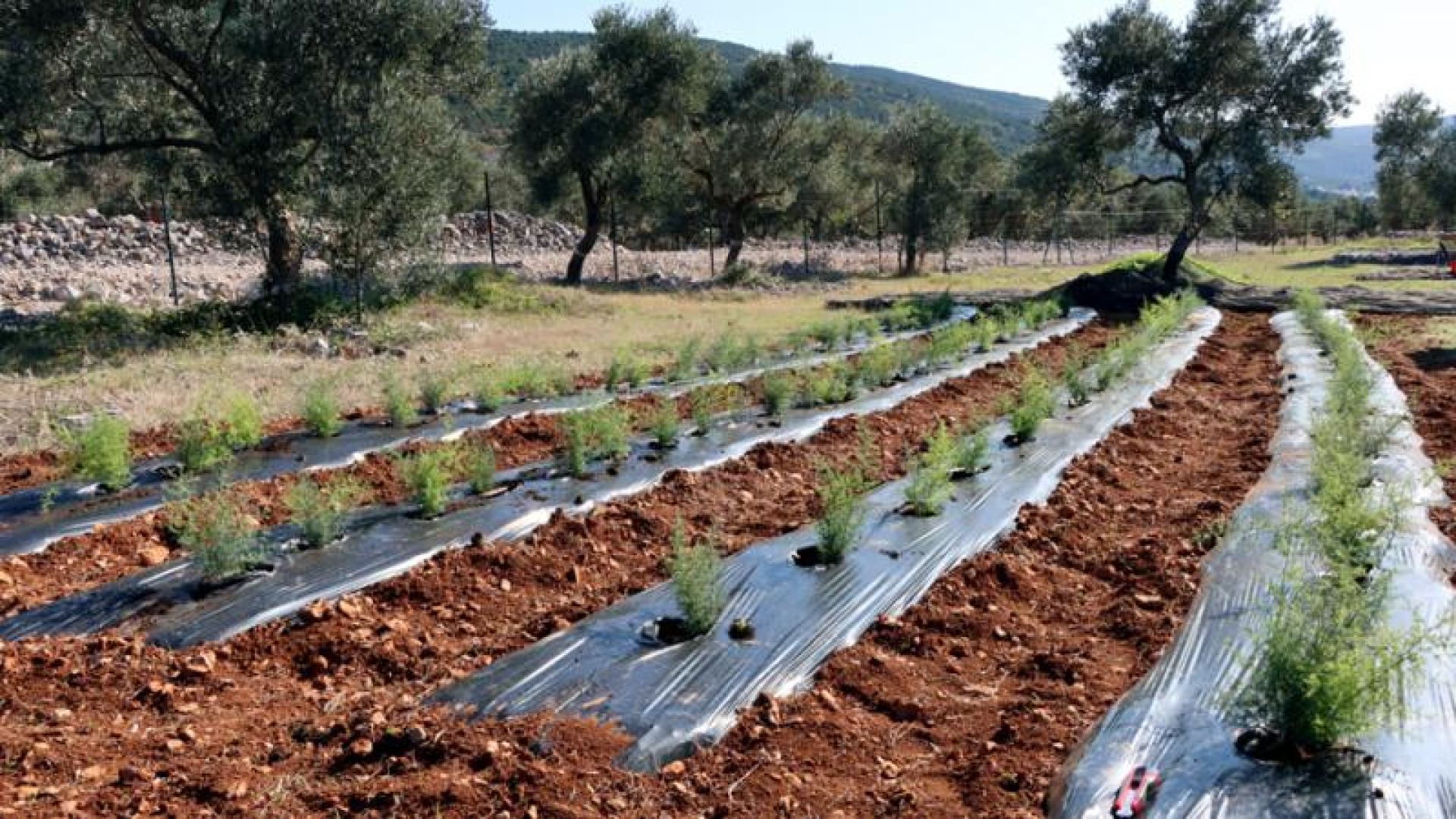 Uspješno realiziran projekt podizanja pilot-nasada oštrolisne šparoge na Cresu