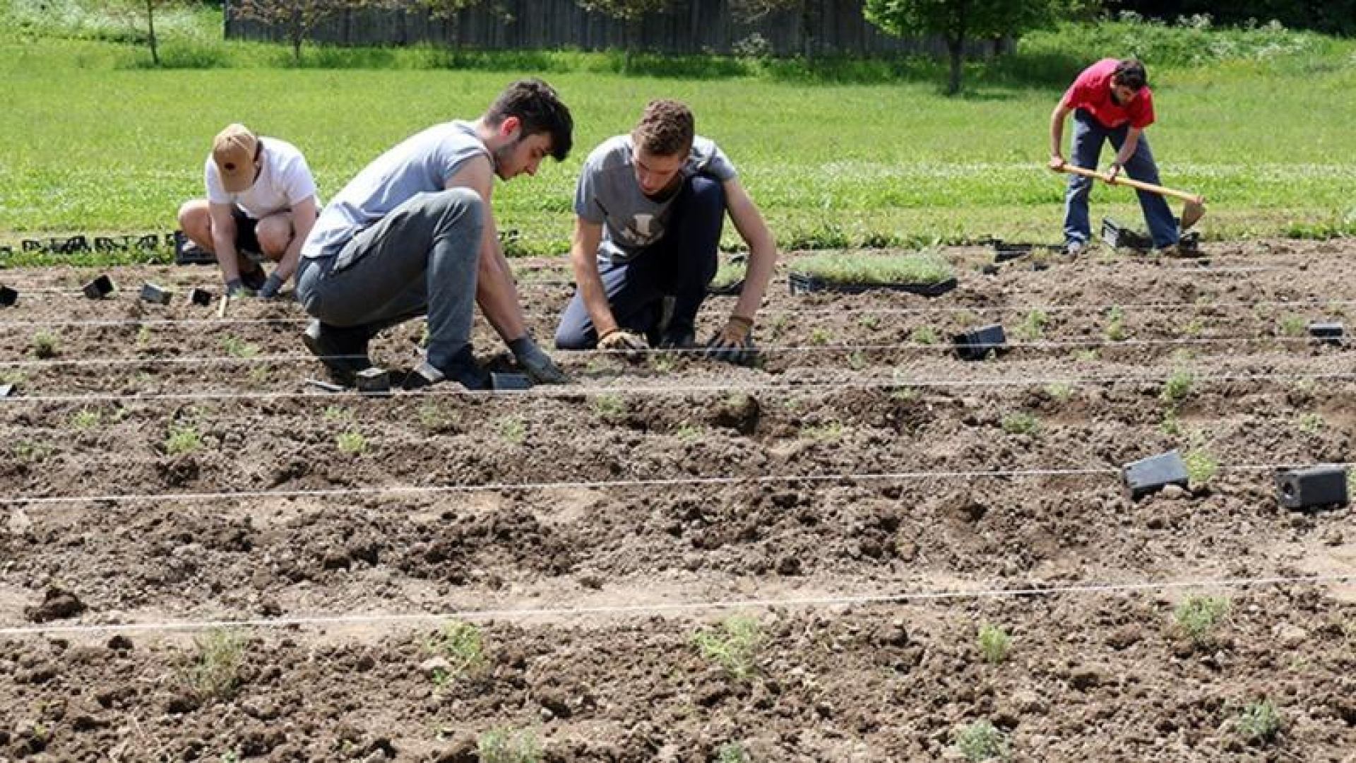 U starosušičkom kompleksu CPRR PGŽ zasađeno 2000 sadnica majčine dušice