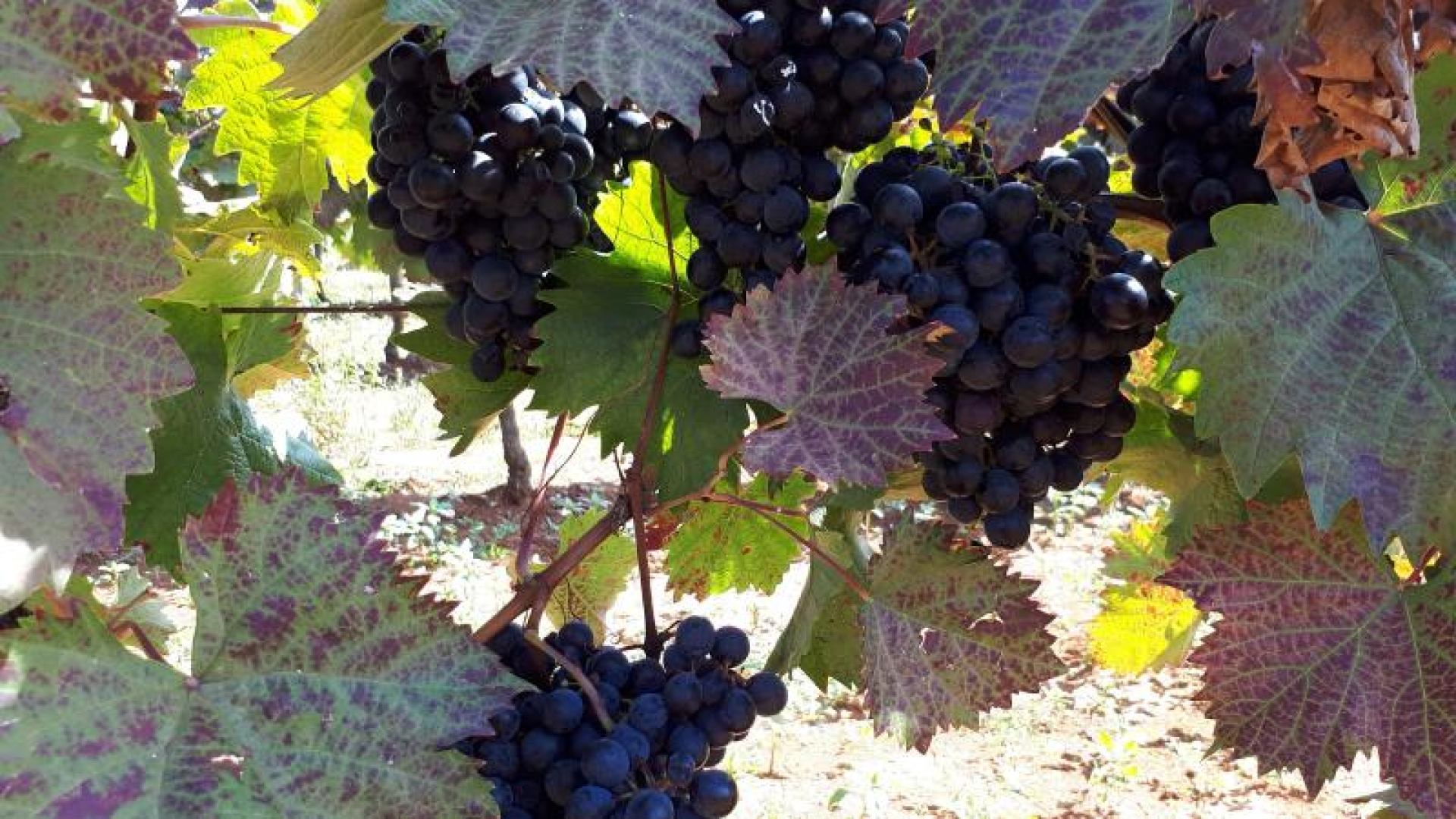 Radionica na temu vina sorte Teran