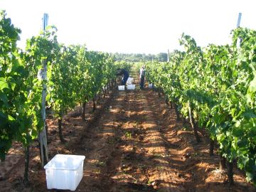 Stručni prijediplomski studij Vinarstvo