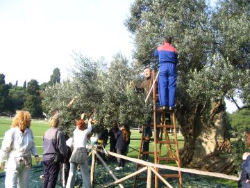 Stručni prijediplomski studij Vinarstvo