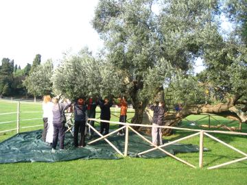 Stručni prijediplomski studij Mediteranska poljoprivreda